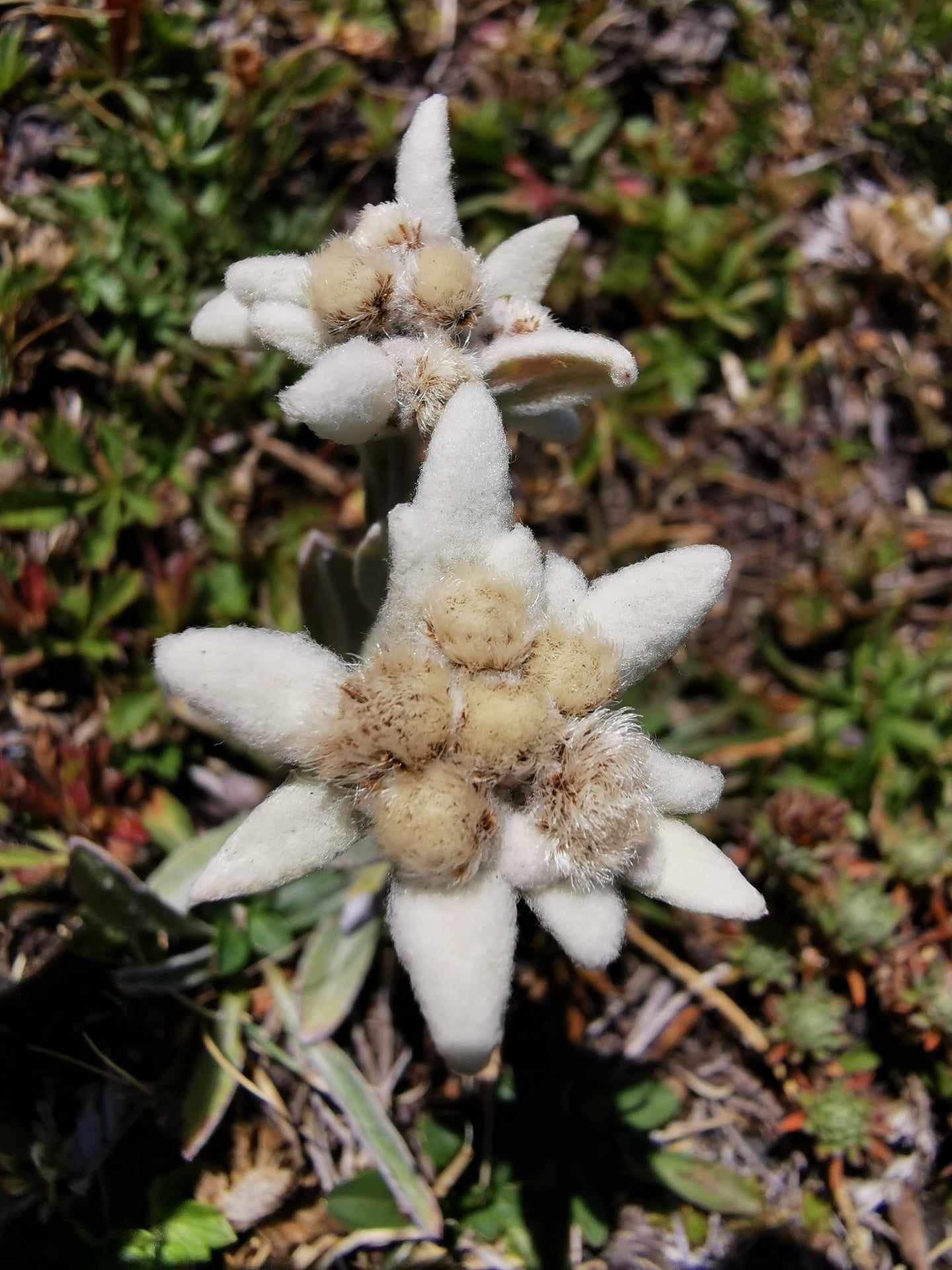 edelweiss